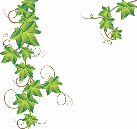 simsearch:400-04397952,k - Green ivy. Vector Illustration     Green ivy. Vector Illustration Fotografie stock - Microstock e Abbonamento, Codice: 400-04238321