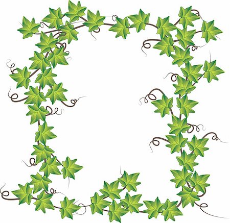 shekoru (artist) - Green ivy. Vector Illustration     Green ivy. Vector Illustration Foto de stock - Super Valor sin royalties y Suscripción, Código: 400-04238366