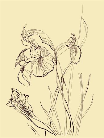 plant drawing decor - Iris flower brush drawing on beige  background Stock Photo - Budget Royalty-Free & Subscription, Code: 400-04238528