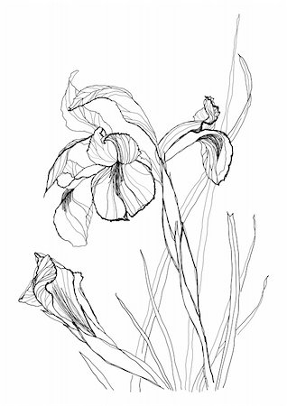 drawing of a beautiful flower - Iris flower drawing on white background Stock Photo - Budget Royalty-Free & Subscription, Code: 400-04238534