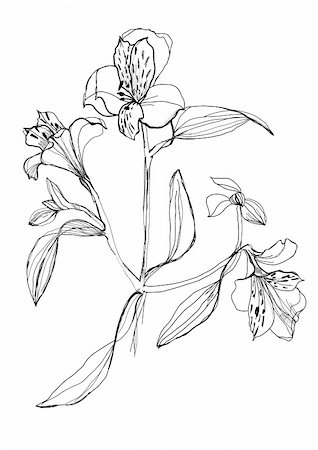 simsearch:400-04776678,k - Alstrameriya flower drawing on white background Stock Photo - Budget Royalty-Free & Subscription, Code: 400-04238533