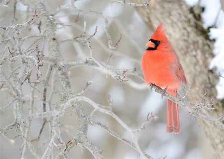 A male cardinal perched on a tree branch. Foto de stock - Super Valor sin royalties y Suscripción, Código: 400-04238983
