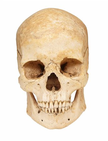 simsearch:400-05364333,k - close up of a skeleton on white background with clipping path Fotografie stock - Microstock e Abbonamento, Codice: 400-04239308