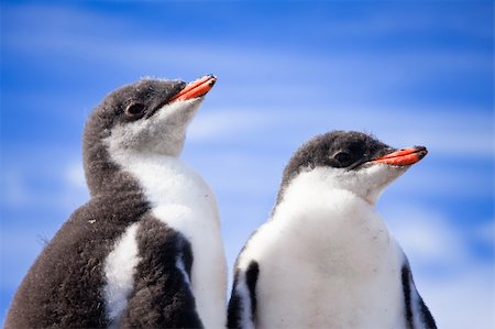 simsearch:400-07680375,k - two penguins resting on the coast of Antarctica Stock Photo - Budget Royalty-Free & Subscription, Code: 400-04239544