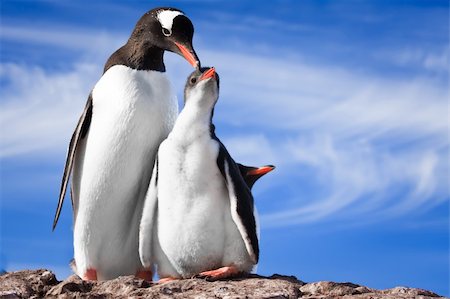 simsearch:400-04299219,k - two penguins resting on the stony coast of Antarctica Stock Photo - Budget Royalty-Free & Subscription, Code: 400-04239545