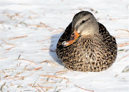 female mallard in snow - A female mallard duck sitting in the winter snow. Stock Photo - Budget Royalty-Free & Subscription, Code: 400-04239715