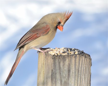 A female cardinal perched on a post eating bird seeds. Stockbilder - Microstock & Abonnement, Bildnummer: 400-04239716