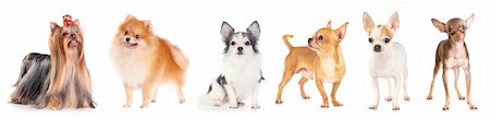 simsearch:400-05672007,k - Six small dogs isolated on a white background Stockbilder - Microstock & Abonnement, Bildnummer: 400-04239858