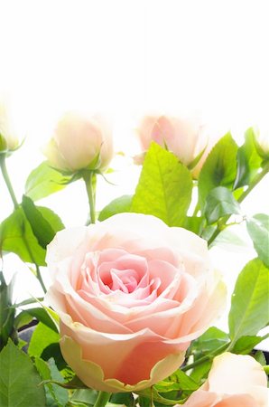 simsearch:400-05033064,k - rose flower showing amor love or anniversary concept Foto de stock - Royalty-Free Super Valor e Assinatura, Número: 400-04239938