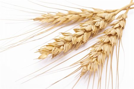 Wheat ears Stock Photo - Budget Royalty-Free & Subscription, Code: 400-04230338