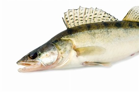 danilin (artist) - fish walleye zander pike-perch , close-up isolated on white background Fotografie stock - Microstock e Abbonamento, Codice: 400-04230443