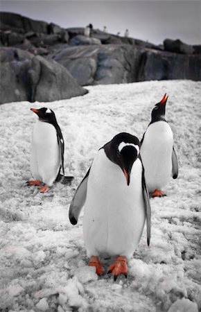 penguin on mountain - Three penguins standing,rocks in the background Photographie de stock - Aubaine LD & Abonnement, Code: 400-04230730