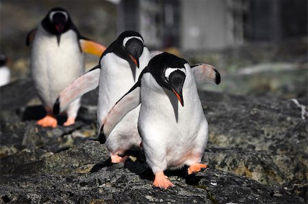 Three penguins running over the rocks in Antarctica Stock Photo - Budget Royalty-Free & Subscription, Code: 400-04230731