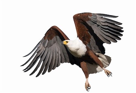 African Fish Eagle in flight - isolated on white Photographie de stock - Aubaine LD & Abonnement, Code: 400-04231074