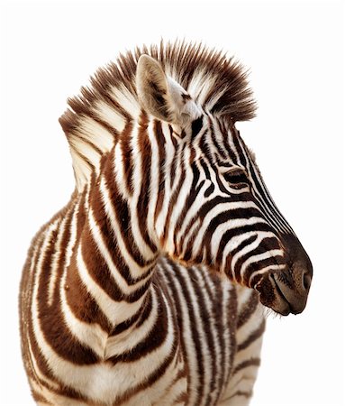 Close-up portrait of a  baby zebra isolated on white Fotografie stock - Microstock e Abbonamento, Codice: 400-04231075