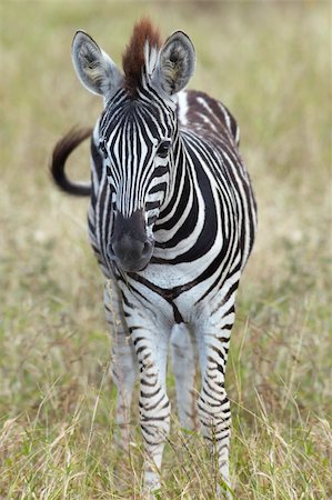 Young baby zebra standing alone in a grass field looking straight at the camera. Shallow Depth of Field - focus on face Stock Photo - Budget Royalty-Free & Subscription, Code: 400-04231092