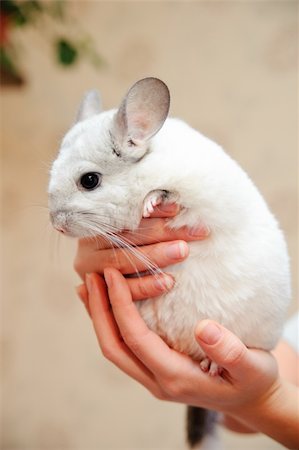 White chinchilla on hands at the mistress Stock Photo - Budget Royalty-Free & Subscription, Code: 400-04231210