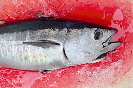 fish on deck - Bluefin tuna Thunnus thynnus saltwater fish bloody ice Stock Photo - Budget Royalty-Free & Subscription, Code: 400-04231362