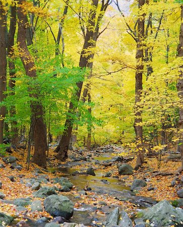 simsearch:400-04240598,k - Autumn woods with yellow maple trees and creek with rocks and foliage in mountain. Foto de stock - Royalty-Free Super Valor e Assinatura, Número: 400-04231829