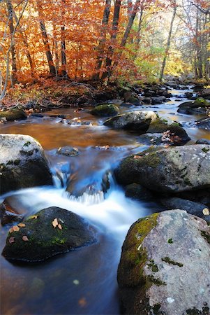 simsearch:400-04240598,k - Autumn creek woods with yellow trees foliage and rocks in forest mountain. Foto de stock - Royalty-Free Super Valor e Assinatura, Número: 400-04231874