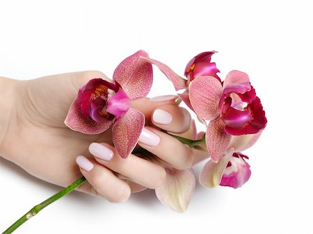 simsearch:400-06061806,k - Beautiful hand with perfect nail pink manicure and purple orchid flower. isolated on white background Stock Photo - Budget Royalty-Free & Subscription, Code: 400-04232534