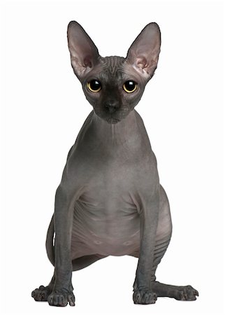 Sphynx cat, 14 months old, standing in front of white background Photographie de stock - Aubaine LD & Abonnement, Code: 400-04233151