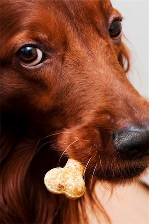 simsearch:400-04853999,k - beautiful Irish setter with a tasty bone Foto de stock - Super Valor sin royalties y Suscripción, Código: 400-04233290