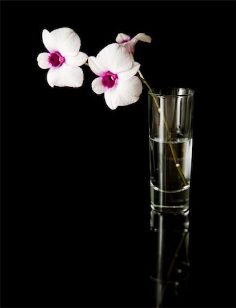 simsearch:400-05333490,k - small branch of beautiful white; dendrobium orchid with dark purple centers in a glass, on black reflective surface Photographie de stock - Aubaine LD & Abonnement, Code: 400-04233358