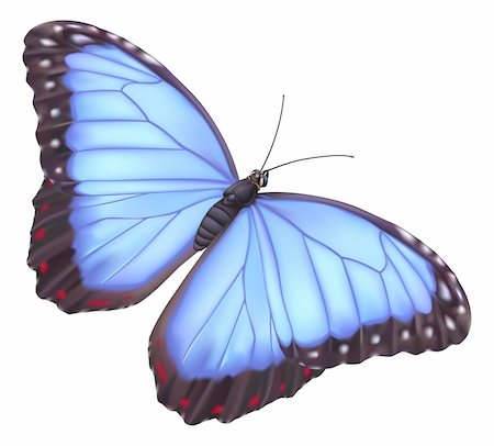 illustration of a beautiful blue morpho butterfly Stock Photo - Budget Royalty-Free & Subscription, Code: 400-04233402