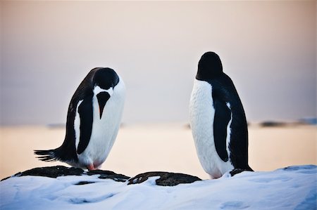 simsearch:400-04299219,k - two identical penguins resting on the stony coast of Antarctica Stock Photo - Budget Royalty-Free & Subscription, Code: 400-04233699