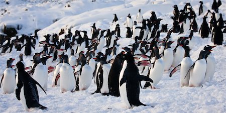 simsearch:400-05159933,k - a large group of penguins having fun in the snowy hills of the Antarctic Stock Photo - Budget Royalty-Free & Subscription, Code: 400-04233700