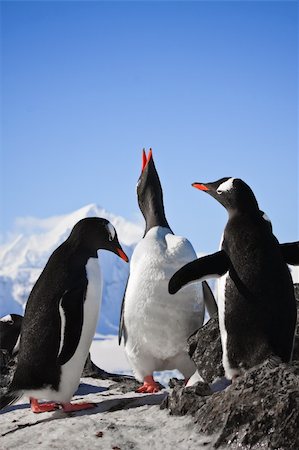 penguin on mountain - Three penguins standing, mountains in the background Photographie de stock - Aubaine LD & Abonnement, Code: 400-04233703