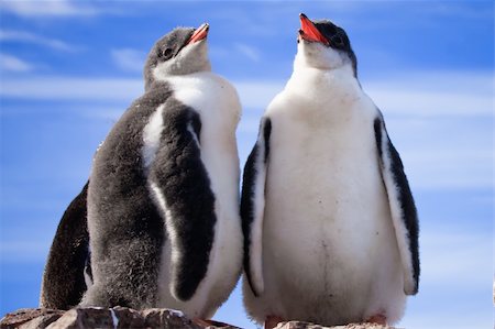 simsearch:400-04767621,k - two penguins in Antarctica Foto de stock - Royalty-Free Super Valor e Assinatura, Número: 400-04240136