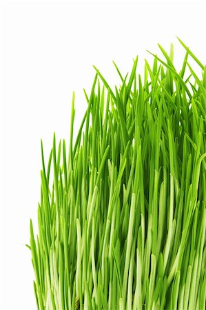 simsearch:400-05132684,k - green grass Isolated on white background Stockbilder - Microstock & Abonnement, Bildnummer: 400-04240229