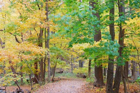 simsearch:400-04240598,k - Autumn forest with yellow maple trees and colorful foliage in hiking trail. Foto de stock - Royalty-Free Super Valor e Assinatura, Número: 400-04240601