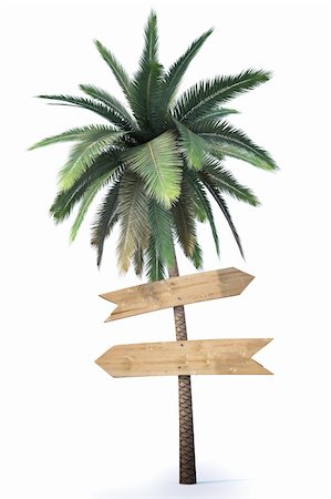 wooden signs hanging on the trunk of a palm. isolated on white. Stock Photo - Budget Royalty-Free & Subscription, Code: 400-04241231