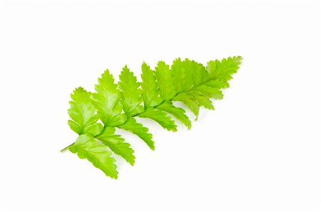 simsearch:400-04791546,k - Leaf of fern isolated on white Stock Photo - Budget Royalty-Free & Subscription, Code: 400-04241297