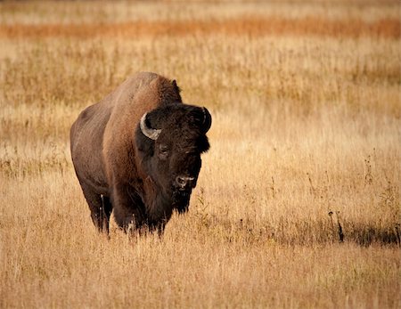 Bison in Yellowstone Foto de stock - Super Valor sin royalties y Suscripción, Código: 400-04241524