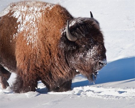 Bison in Yellowstone Foto de stock - Super Valor sin royalties y Suscripción, Código: 400-04241526