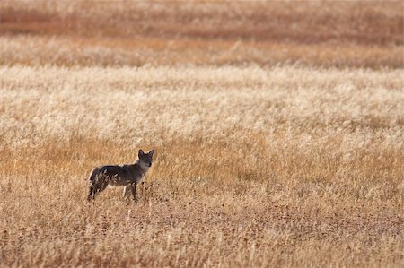 Coyote during the fall season Stock Photo - Budget Royalty-Free & Subscription, Code: 400-04241531