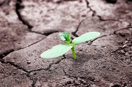 Green newborn sprout on chapped earth Stockbilder - Microstock & Abonnement, Bildnummer: 400-04241555