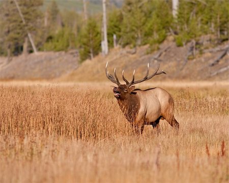 simsearch:400-05013206,k - Bull elk during the fall season Stock Photo - Budget Royalty-Free & Subscription, Code: 400-04241558