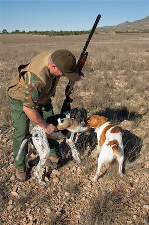 Pointer and brittany hunting dogs retrieving a hare Stock Photo - Budget Royalty-Free & Subscription, Code: 400-04241807