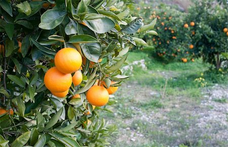 simsearch:400-05920005,k - Orange tree  loaded with fresh fruit ready to pick Foto de stock - Super Valor sin royalties y Suscripción, Código: 400-04241809