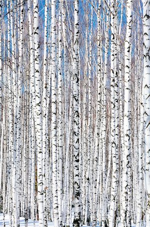 simsearch:400-05308316,k - Winter birch forest - winter serenity. Ideally suits for calendars. Foto de stock - Super Valor sin royalties y Suscripción, Código: 400-04241812