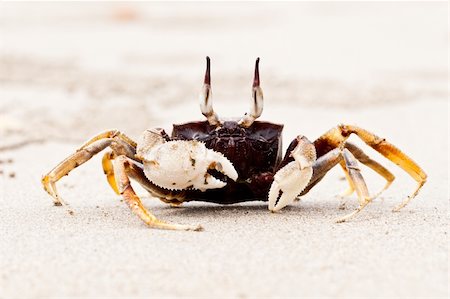 southern asian food - Crab walking along a beach. Koh Lanta, Thailand. Photographie de stock - Aubaine LD & Abonnement, Code: 400-04241848