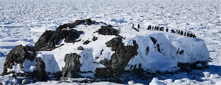 Penguins dreaming sitting on a rock, mountains in the background Stock Photo - Budget Royalty-Free & Subscription, Code: 400-04241939