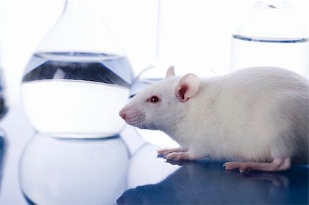 simsearch:400-05060401,k - Laboratory rat Stock Photo - Budget Royalty-Free & Subscription, Code: 400-04242435