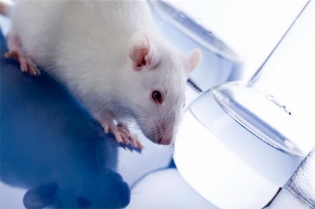 simsearch:400-07473057,k - Laboratory rat Stockbilder - Microstock & Abonnement, Bildnummer: 400-04242457