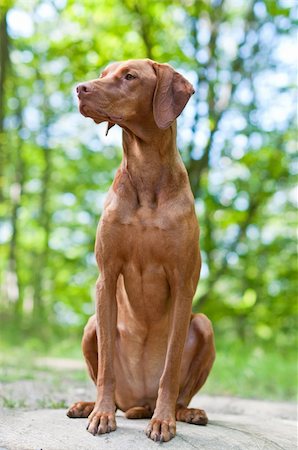 pointer dogs sitting - A shot of a Vizsla dog (Hungarian Pointer) sitting on a rock in the woods. Stock Photo - Budget Royalty-Free & Subscription, Code: 400-04242741